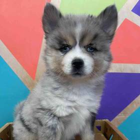 Pomsky