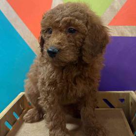 F1B Mini Goldendoodle