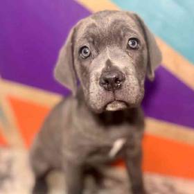 Cane Corso