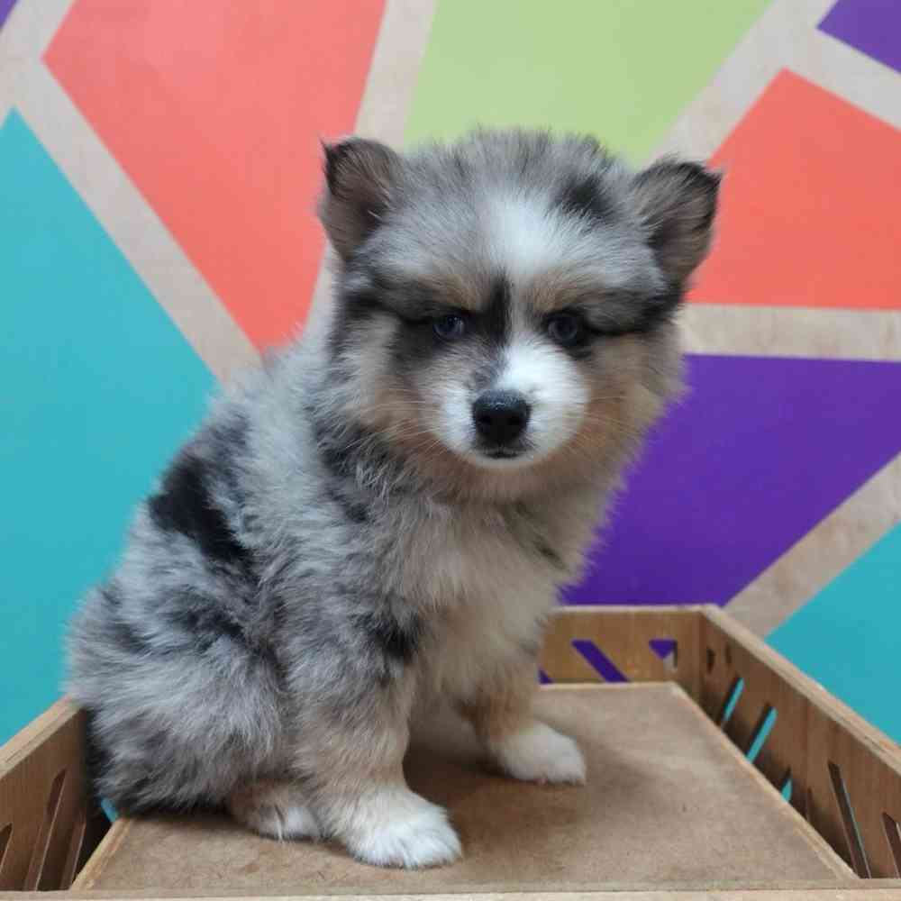pet breed image