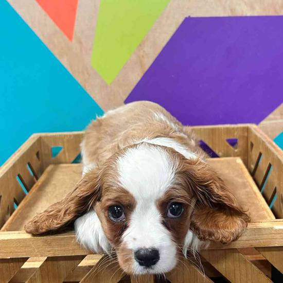 Cavalier King Charles Spaniel
