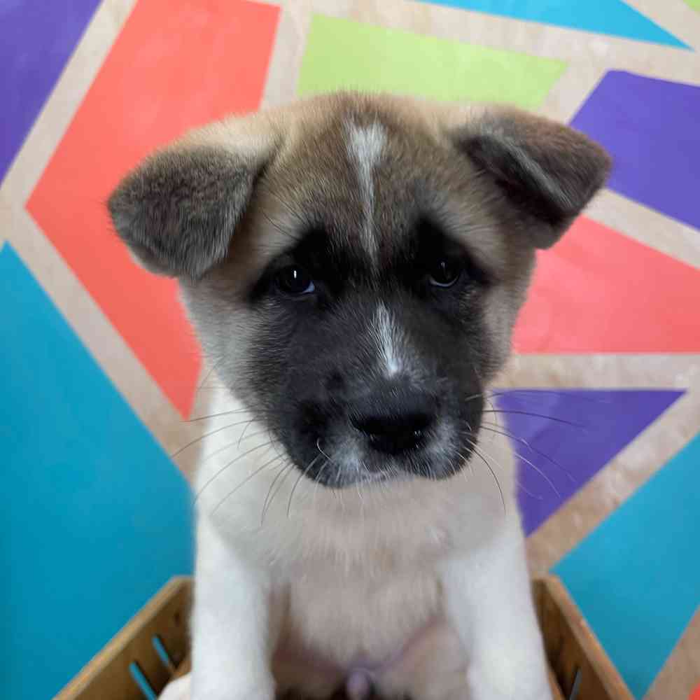 Image of a pet breed in the gallery