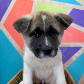 Akita