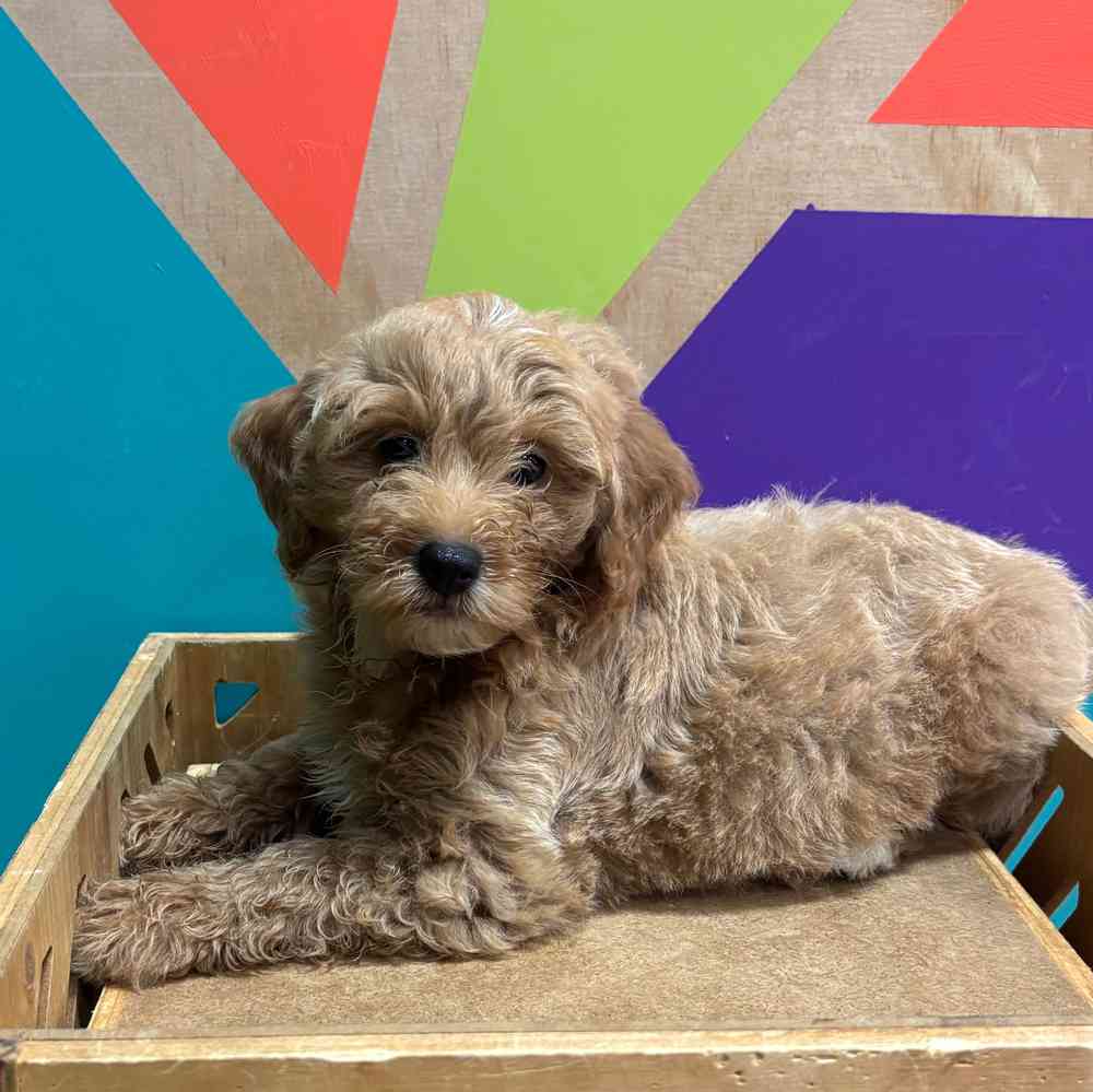 carousel pet images