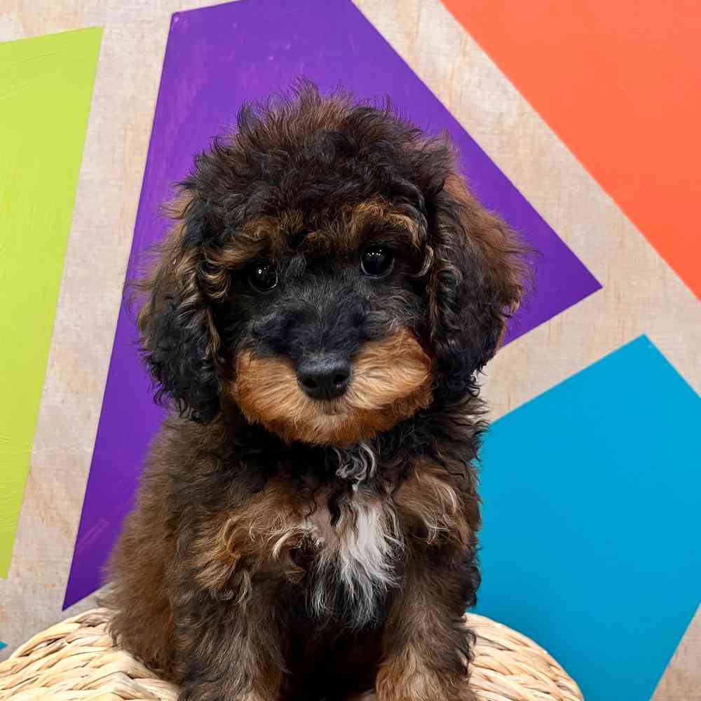 carousel pet images