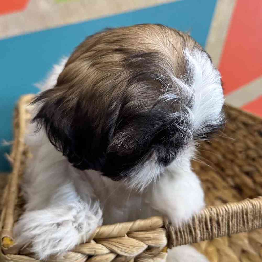 carousel pet images