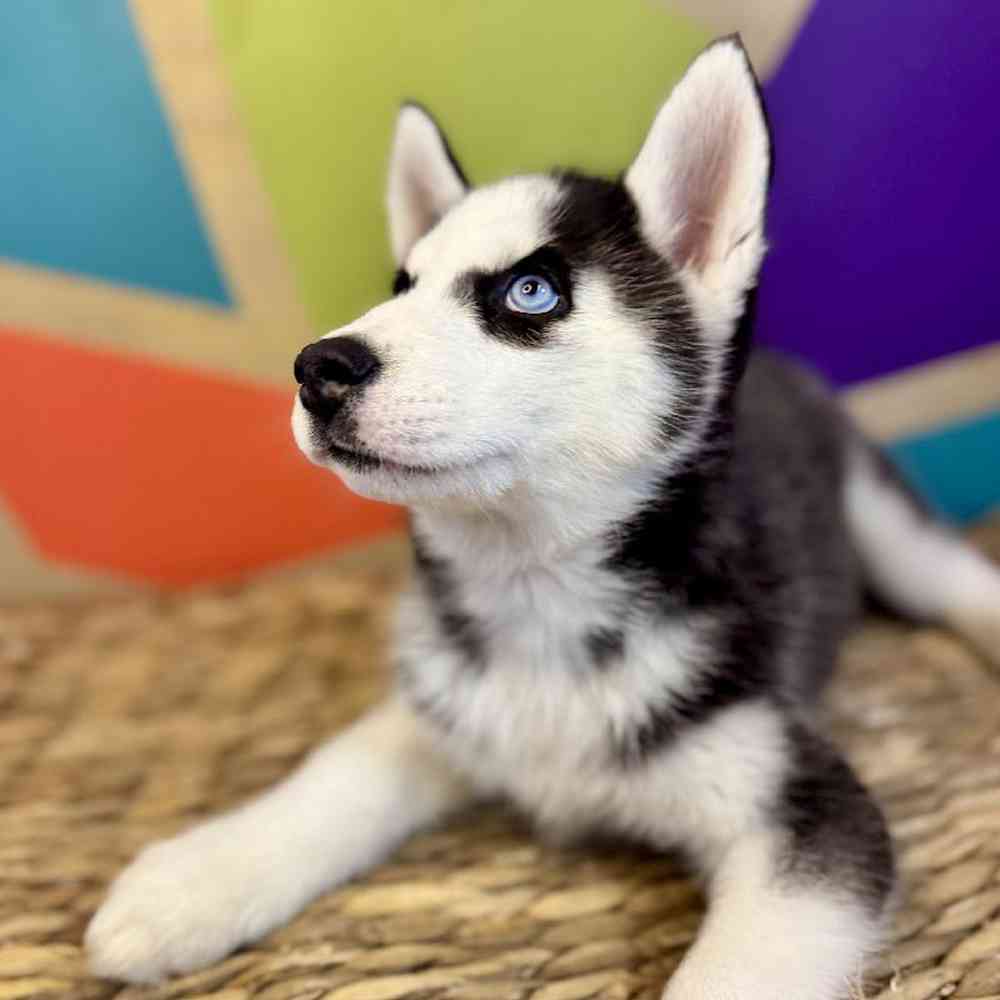 carousel pet images