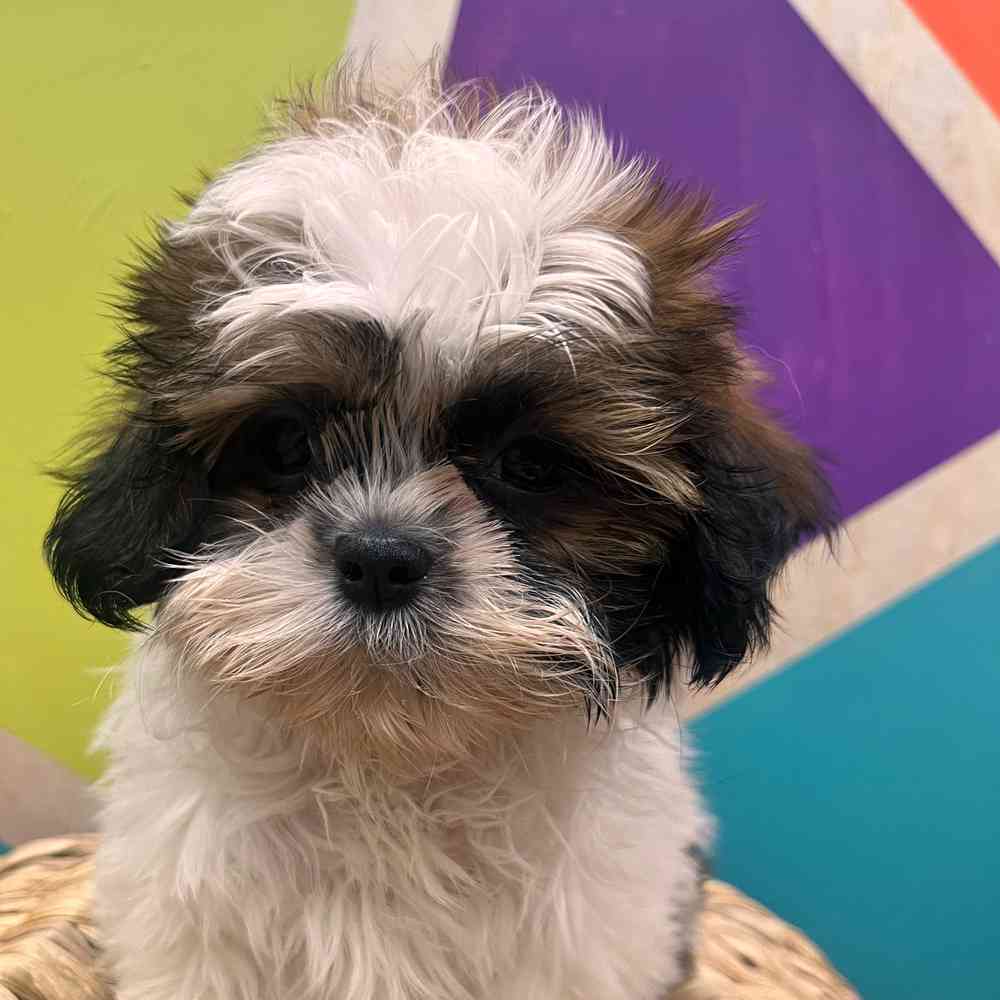 carousel pet images