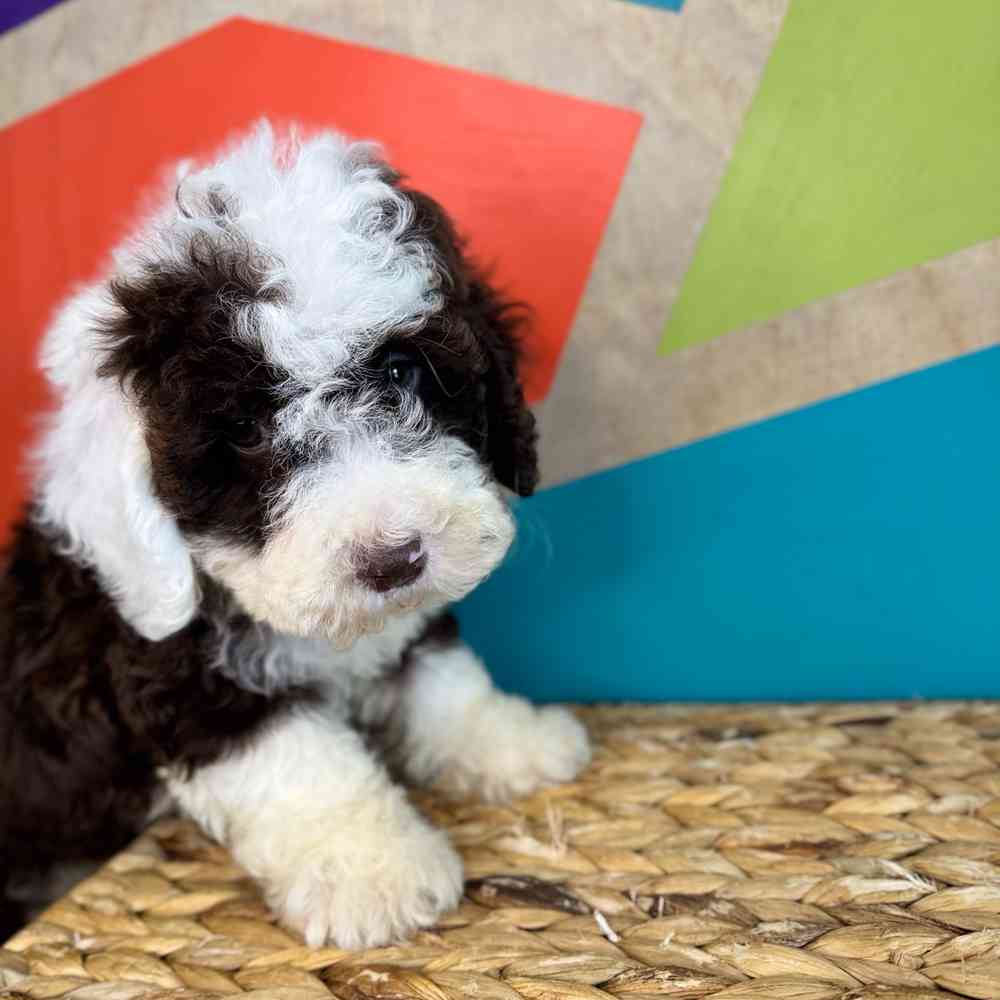 carousel pet images