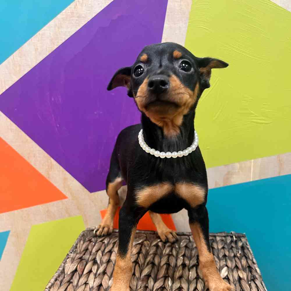 carousel pet images