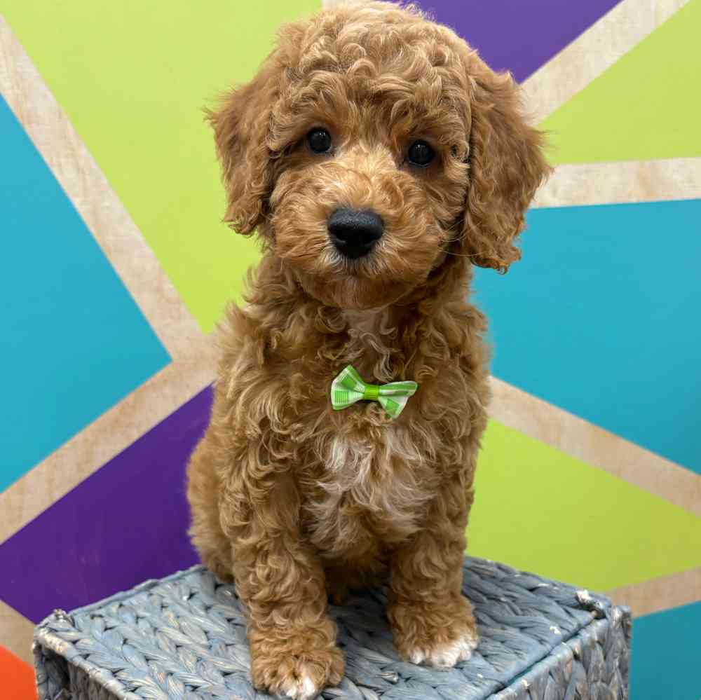 carousel pet images