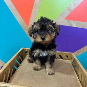 Yorkie-Poo