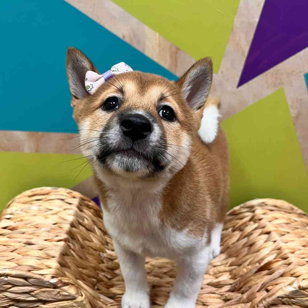 carousel pet images