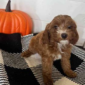 Cavapoo