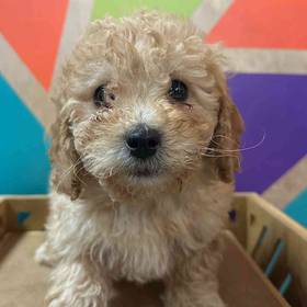 F1B Mini Goldendoodle