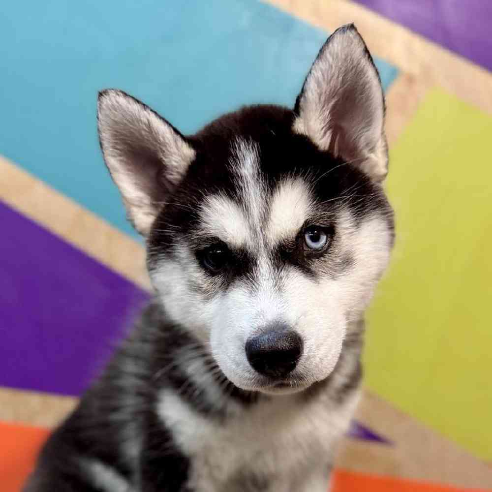 carousel pet images