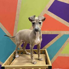 Italian Greyhound