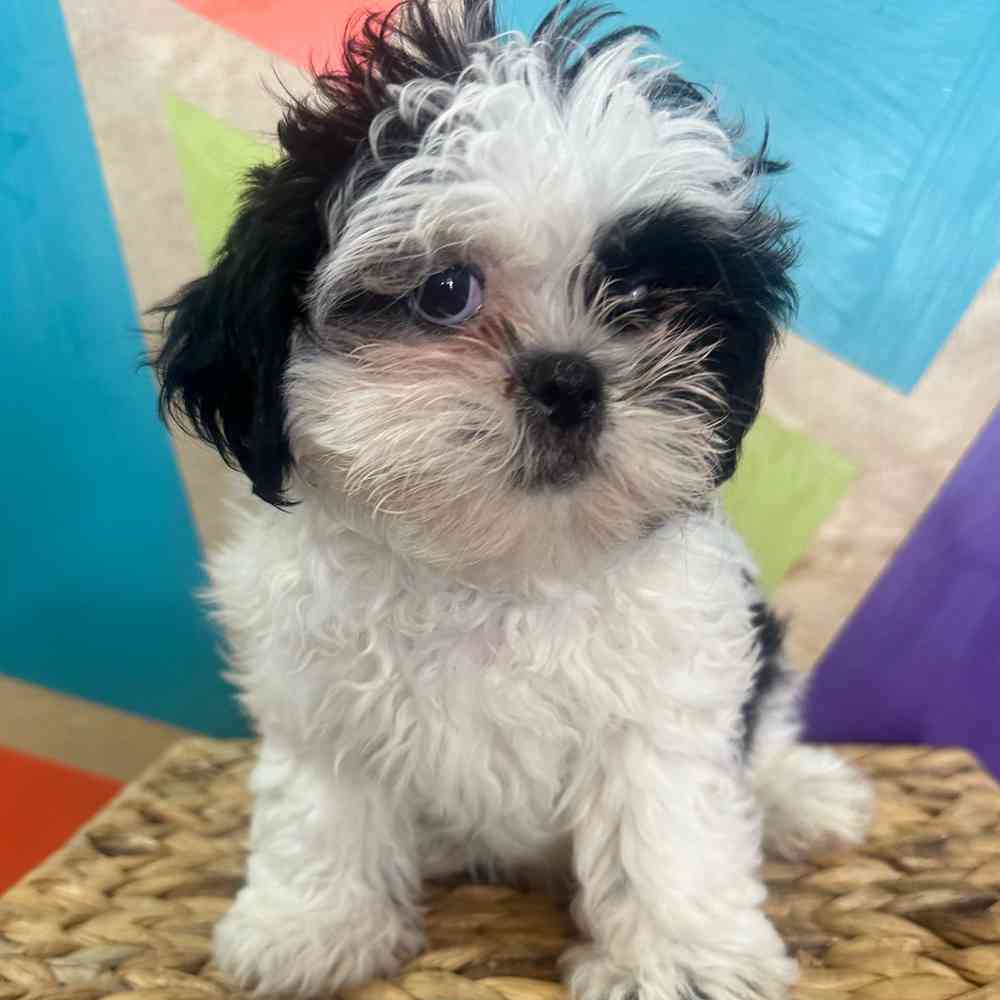 carousel pet images