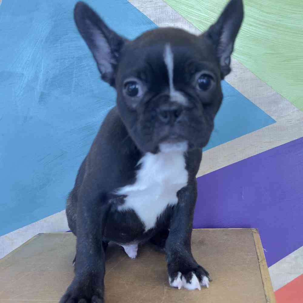 Image of a pet breed in the gallery
