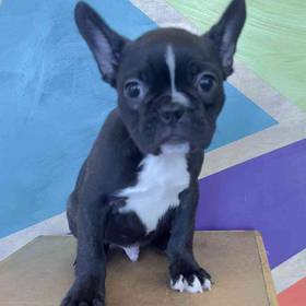 Frenchton