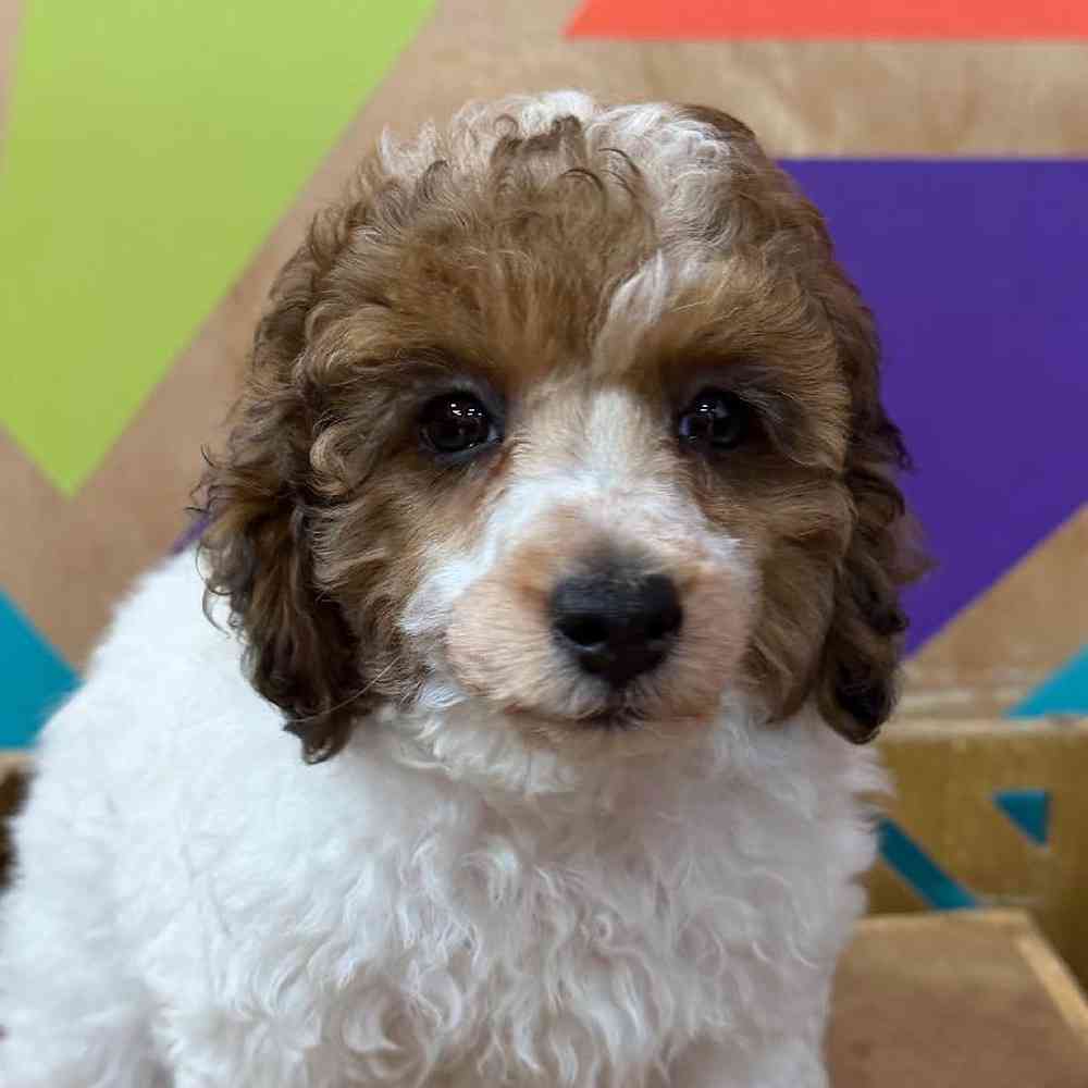 carousel pet images