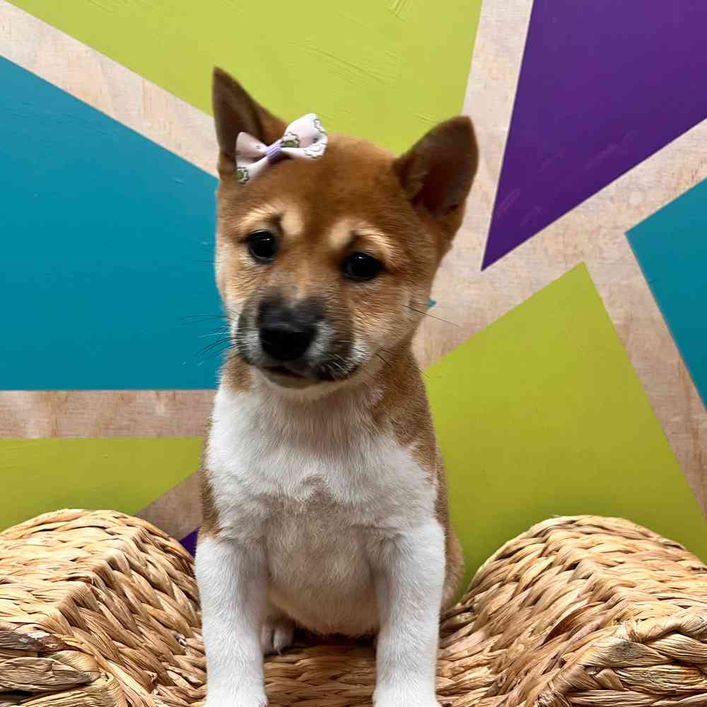 carousel pet images