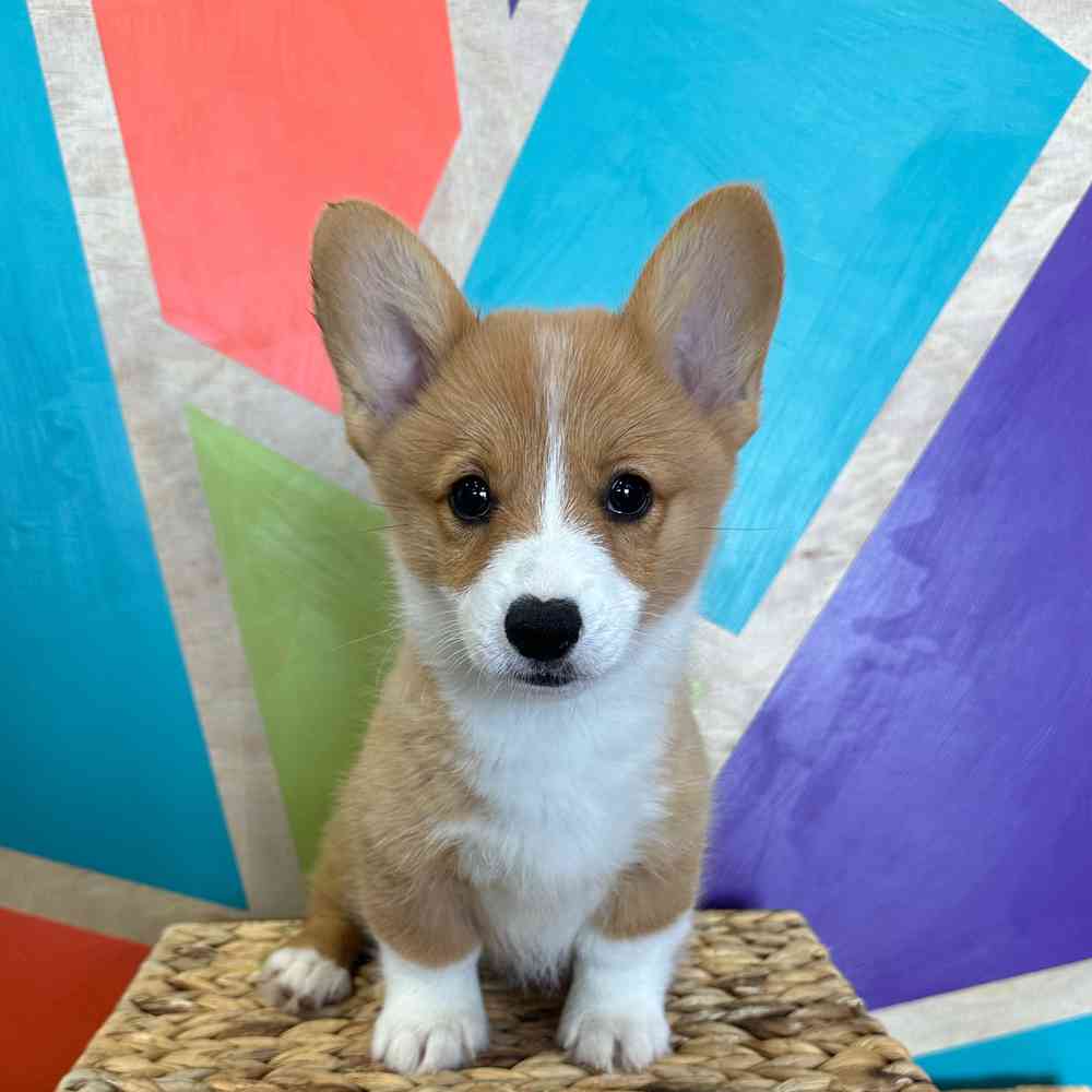 pet breed image