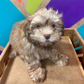Havanese