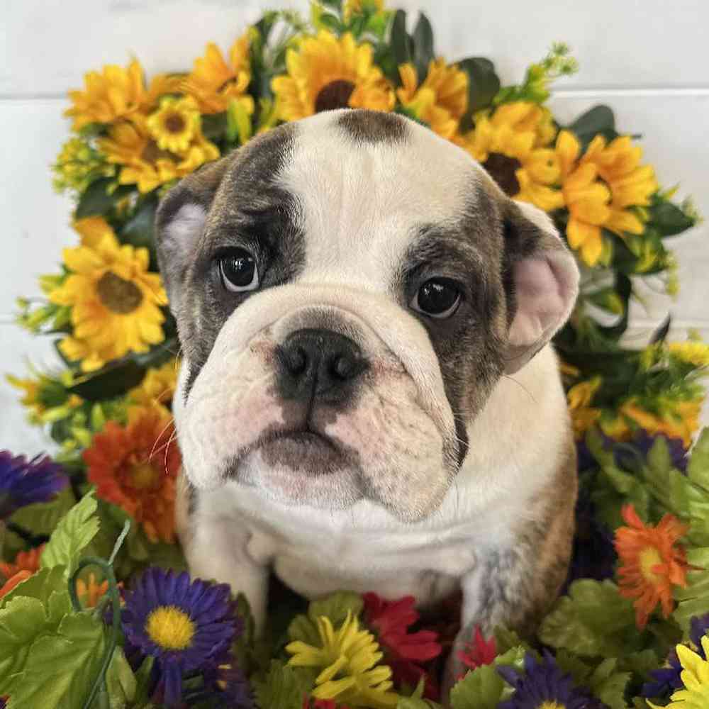 Female English Bulldog Puppy for Sale in Rogers, AR