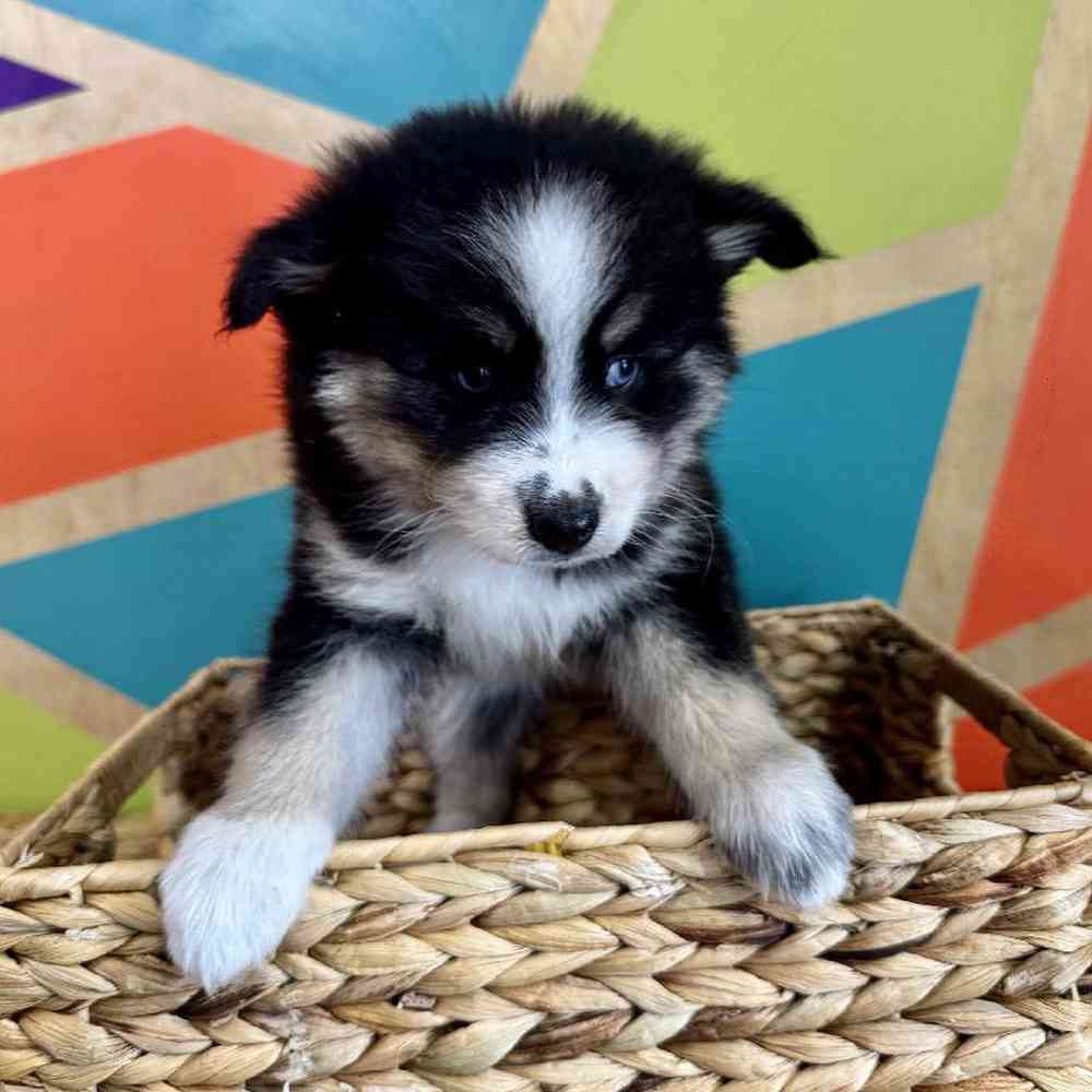 carousel pet images