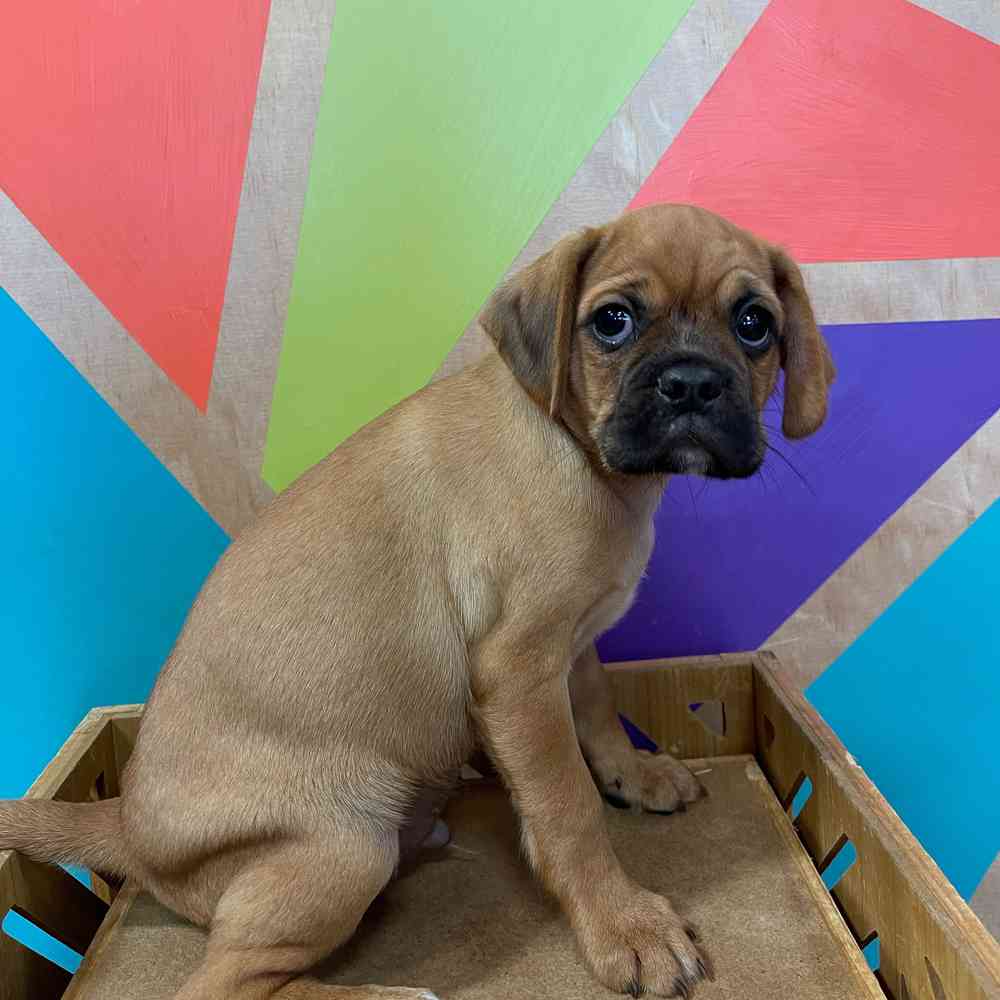 carousel pet images