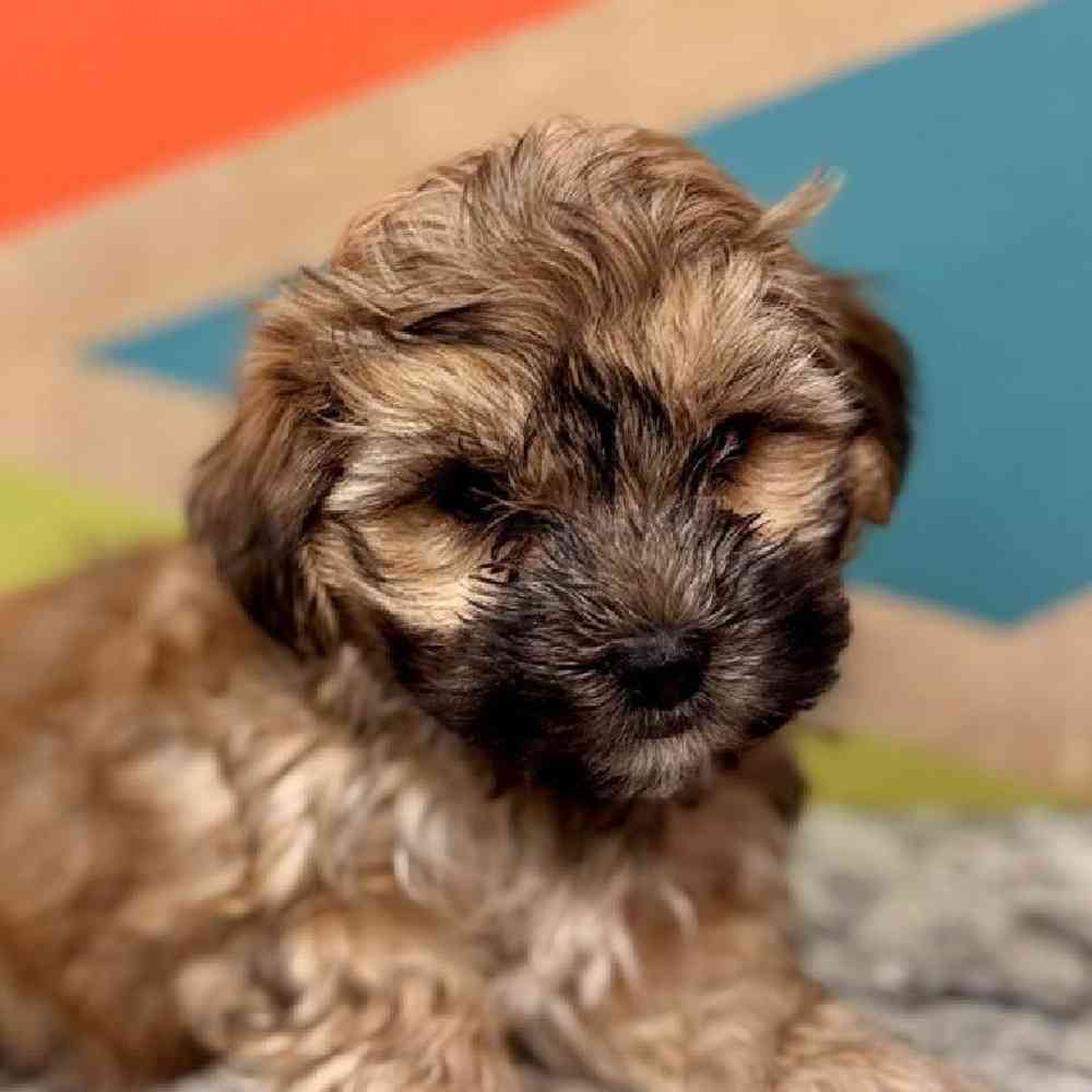 Image of a pet breed in the gallery