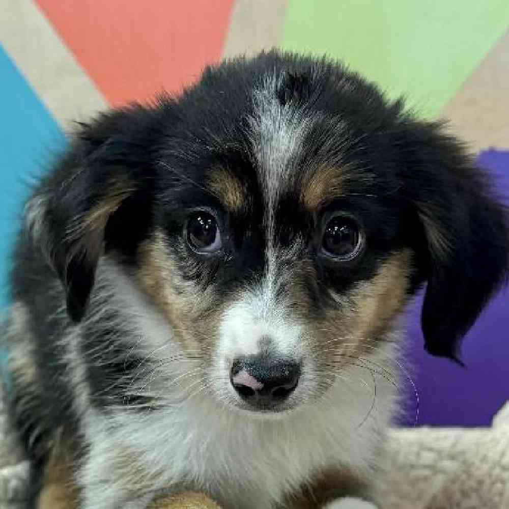 carousel pet images