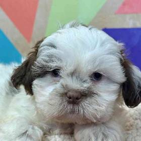 Shih Tzu