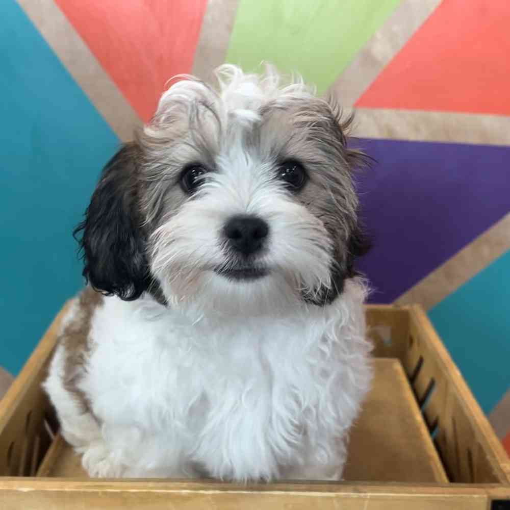 carousel pet images