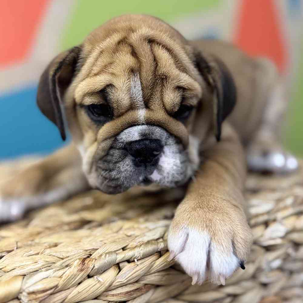 pet breed image