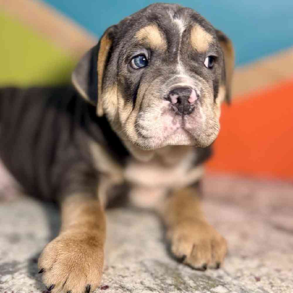 carousel pet images