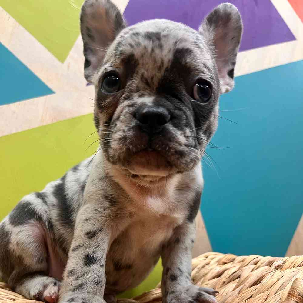 carousel pet images
