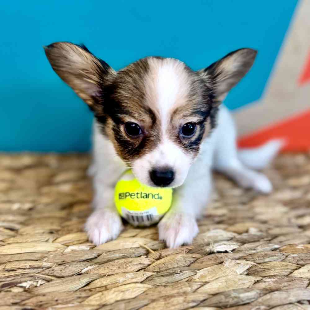 carousel pet images