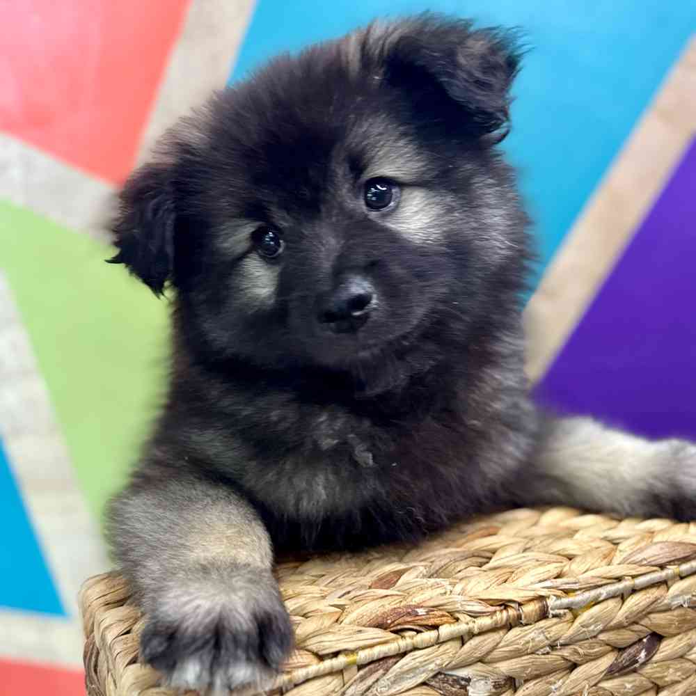 carousel pet images