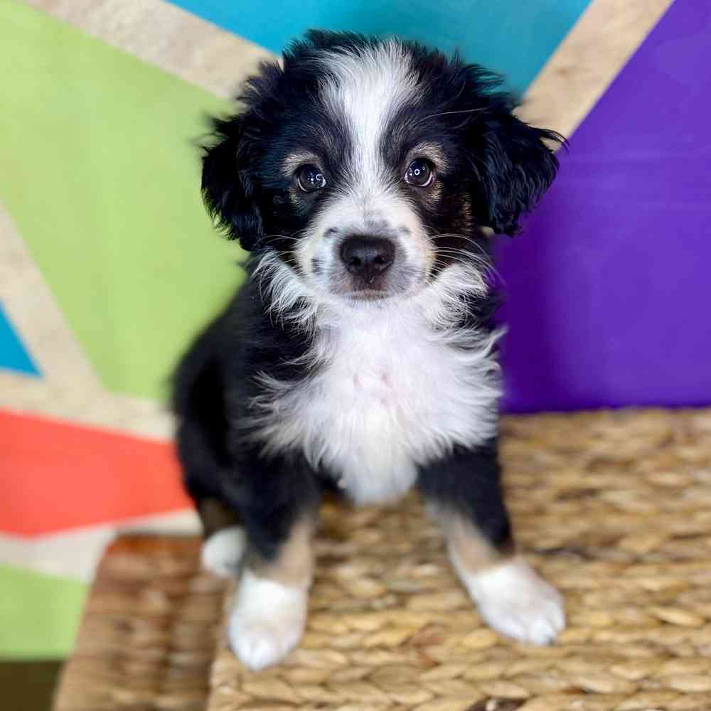carousel pet images