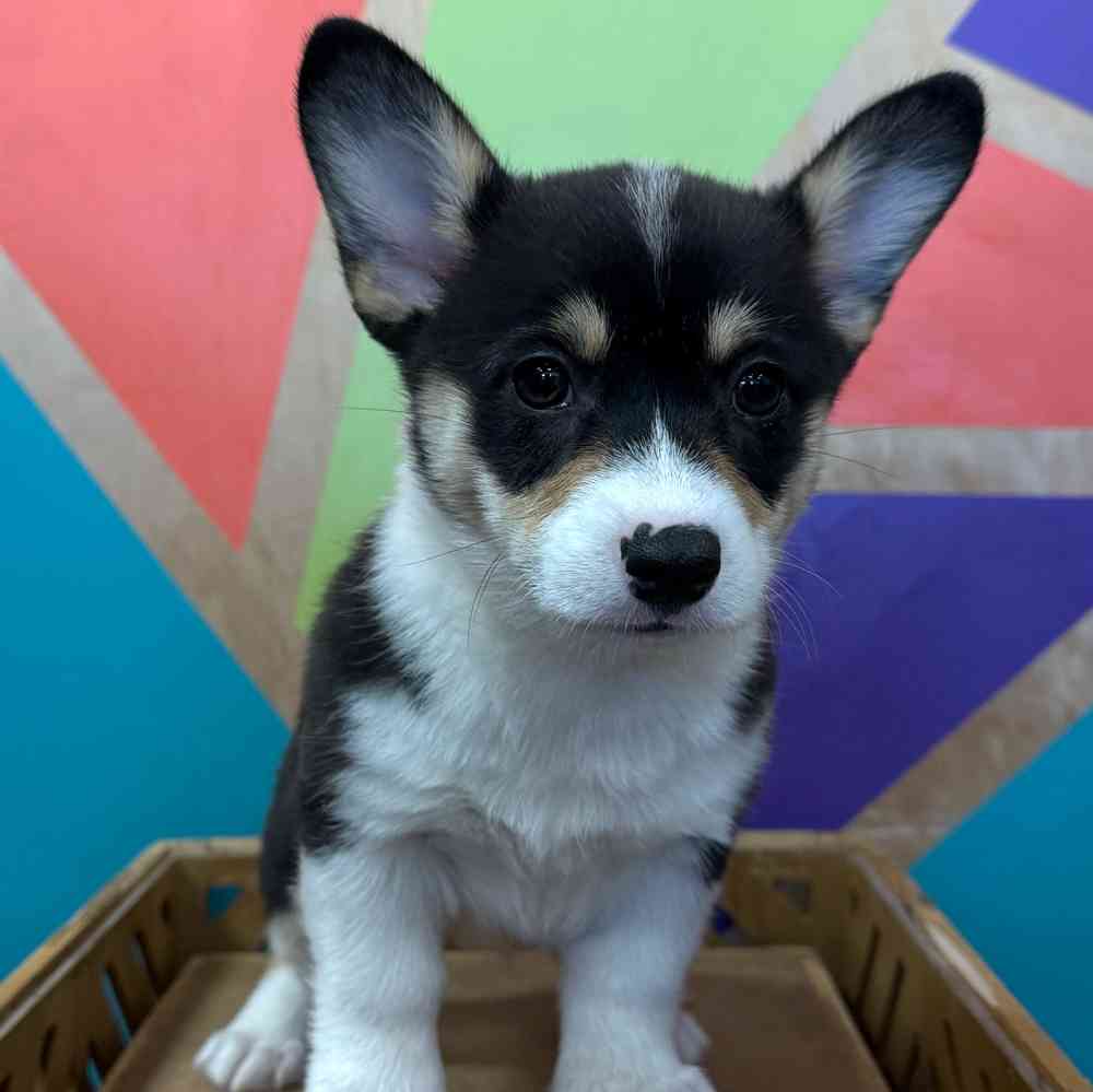 carousel pet images