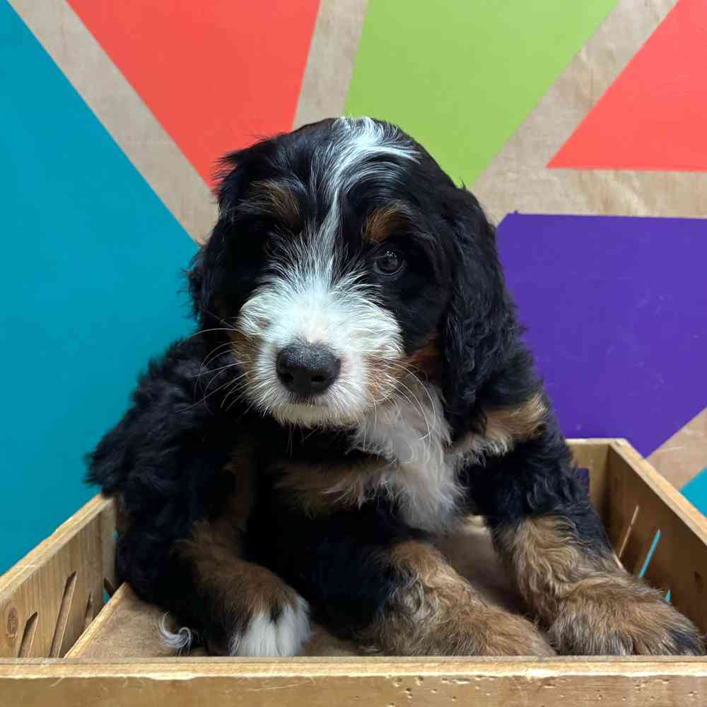 carousel pet images