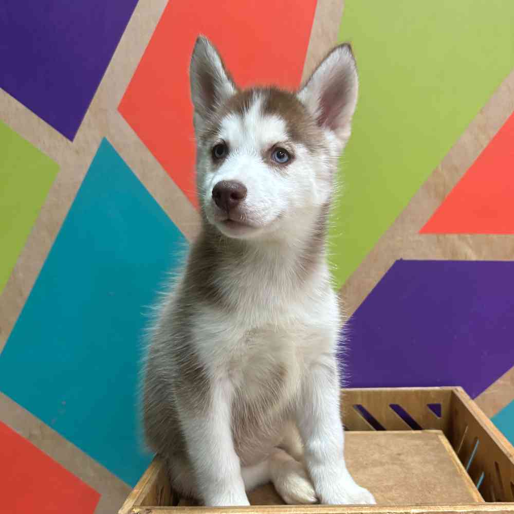 carousel pet images