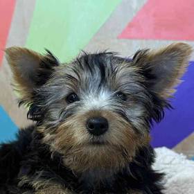 Yorkie