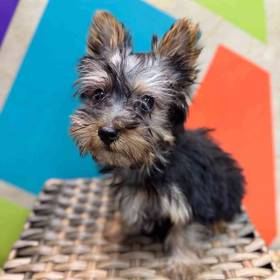 Silky Terrier