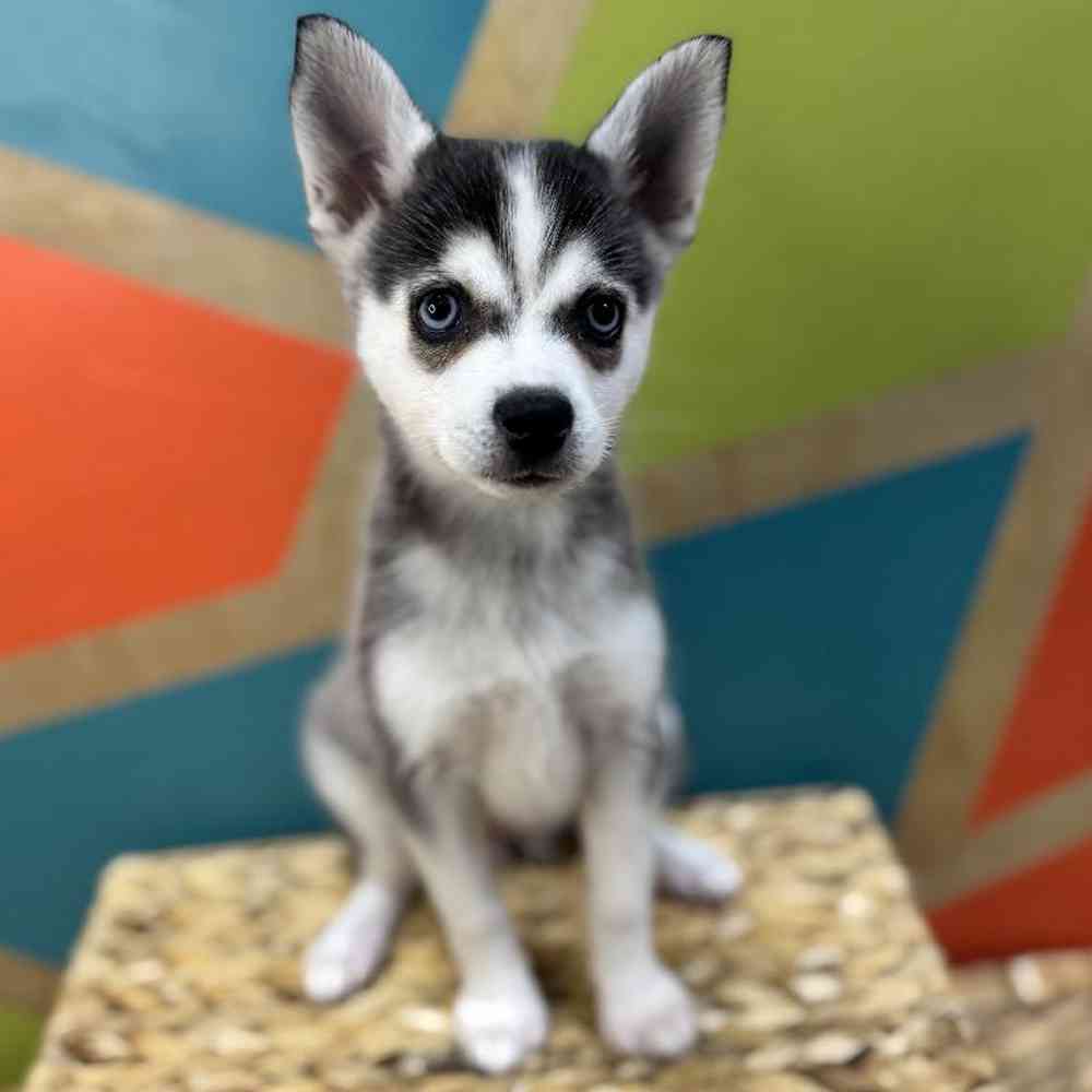 carousel pet images