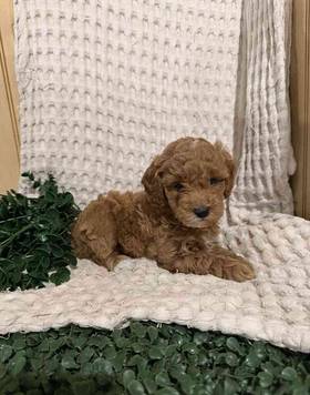 Mini Goldendoodle