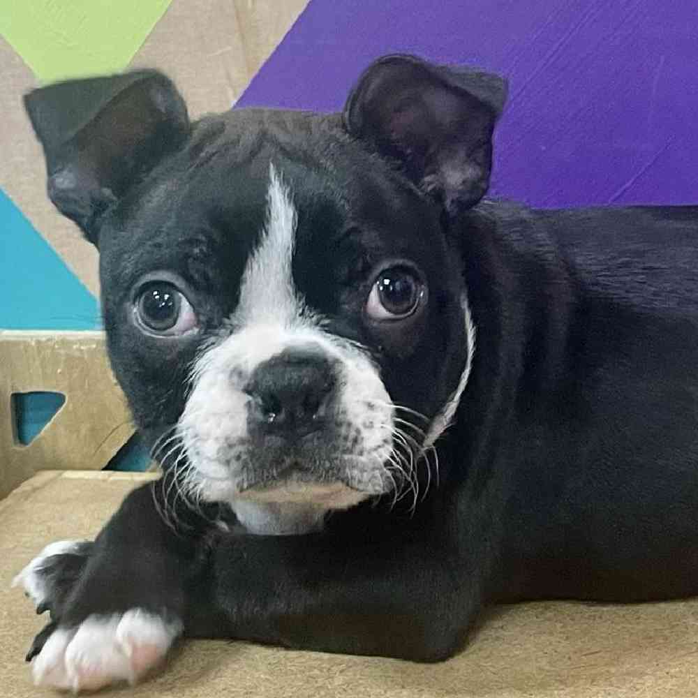 Image of a pet breed in the gallery