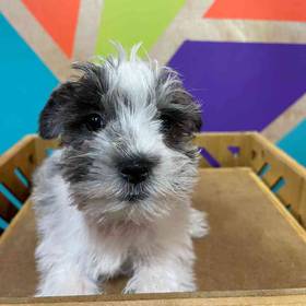 Mini Schnauzer